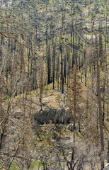 Charcoal tree trunks covering a steep fire-scarred slope