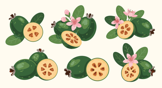 Set of beautiful feijoa fruit illustrations showing whole and sliced fruit with green leaves and delicate pink blossom flowers.