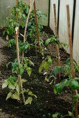 Tomato Plants Growing in a Greenhouse