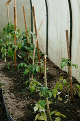 Young Tomato Plants Growing in Greenhouse Garden