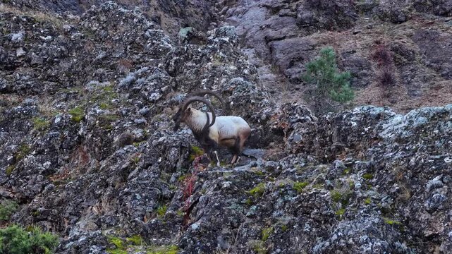 Aerial view of the mountain goats in the forest