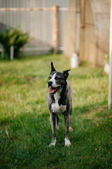 Happy Dog Standing on Green Lawn