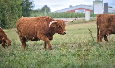 Schottische Hochlandrinder auf einer Weide in Bad Wörishofen © Blende8