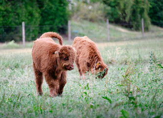 Schottische Hochlandrinder auf einer Weide in Bad Wörishofen © Blende8