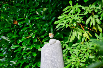 ein kleines Rotkehlchen sitzt auf einem Stein © Blende8