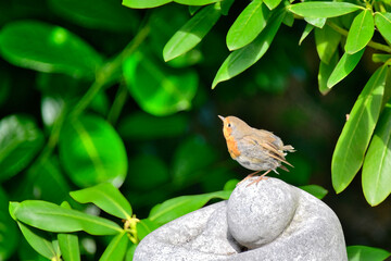 ein kleines Rotkehlchen sitzt auf einem Stein © Blende8