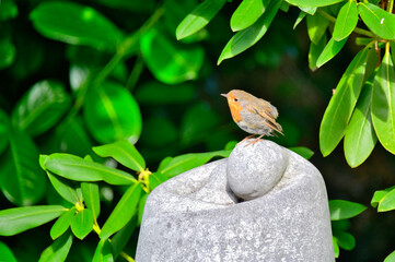 ein kleines Rotkehlchen sitzt auf einem Stein © Blende8