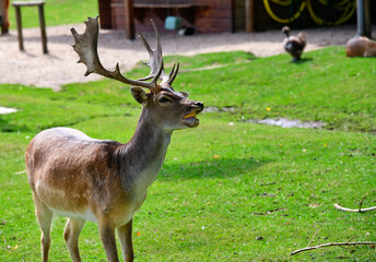 Dam Hirsch und Dam Kuh haben Maiskolben bekommen in einem Tierpark  © Blende8