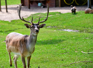 Dam Hirsch und Dam Kuh haben Maiskolben bekommen in einem Tierpark 