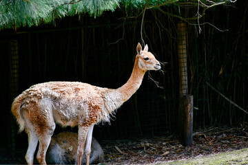 Vikunja-Lama in einem Tierpark  © Blende8