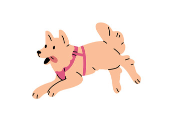 Cute fluffy puppy with sticking tongue runs fast. Happy Pomeranian Spitz with pink dog harness has fun. Funny pet of little breed plays, rushing. Flat isolated vector illustration on white background