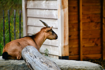 Ziegen in einem Streichelzoo in einem Tierpark  © Blende8
