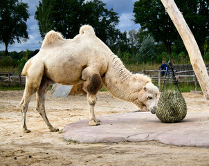 schönes weißes Trampeltier in einem Tierpark  © Blende8