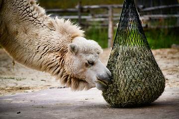 schönes weißes Trampeltier in einem Tierpark  © Blende8