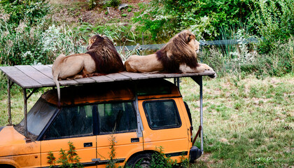 Löwenmännchen dösen in der Sonne in einem Tierpark  © Blende8
