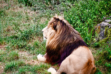 Naklejka premium Löwenmännchen in einem Tierpark 