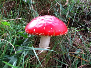 Bright red fly agaric mushroom emerging from alpine grass in the New Zealand Alps, symbolizing nature, toxicity, and wilderness.