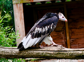 schöner Wollkopfgeier in einem Tierpark  © Blende8