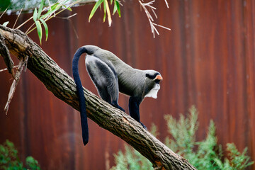 Brazzameerkatze in einem Tierpark  © Blende8