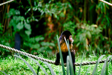 Gelbbrust Kapuzineräffchen in einem Tierpark  © Blende8
