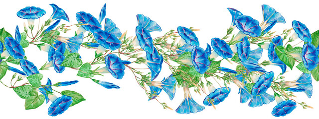 Floral seamless pattern with blue flowers morning glory, green leaves and buds. Horizontal border of Morning Glory for festive design, postcards, wedding invitations, scrapbooking