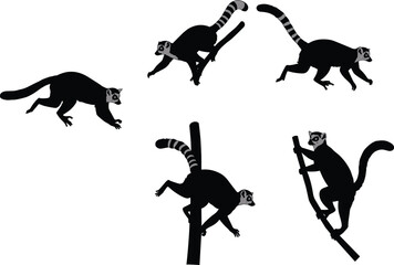 Black lemur silhouette set in different poses, ring tailed lemur climbing and jumping, wildlife animal illustration isolated on white © Shuvo creative