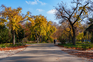 A city park on a bright autumn morning, sunlight and shadows, yellow and golden autumn leaves on the trees, beautiful nature. © soleg
