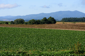 秋の美瑛の風景