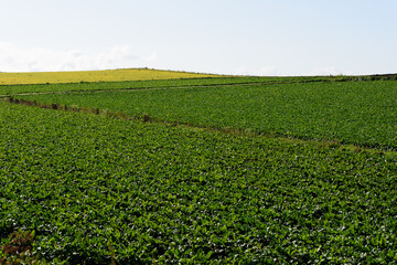 秋の美瑛の風景