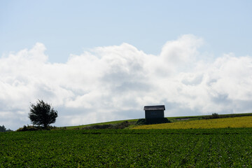 秋の美瑛の風景