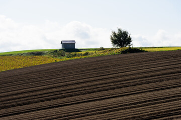 秋の美瑛の風景