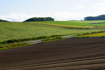 秋の美瑛の風景