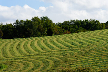 秋の美瑛の風景