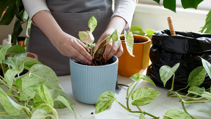 Plant rehabilitation. Woman repotting plant, performing indoor gardening and plant care at home