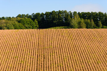 秋の美瑛の風景