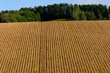 秋の美瑛の風景