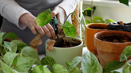 Woman caring for neglected plants, restoring and reviving sick houseplants. Plant rehabilitation