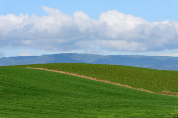 秋の美瑛の風景