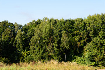 秋の美瑛の風景