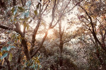 Sunset Light Shining Through Oak Trees