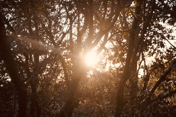 Sunset Light Shining Through Oak Trees