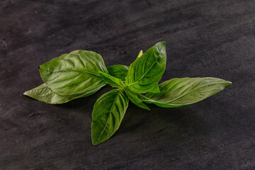 Green fresh aroma basil leaves