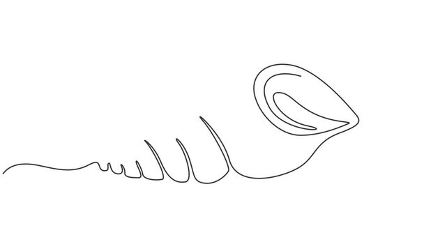 Self animated continuous single-line drawing of a conch snail shell. One line art conch snail shell icon. Full length one line animation, Seashell, artistic online animation in the form of a single.