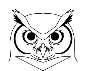 owl on white background