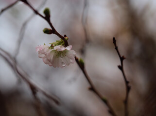 11月に美しく咲いたサクラ「十月桜（ジュウガツザクラ）」