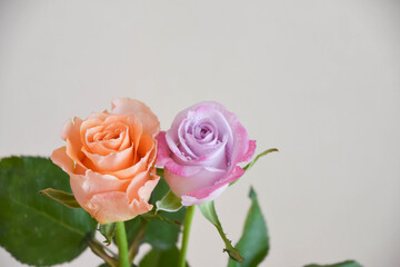 オレンジと紫のばら