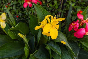 Obraz premium A beautiful yellow iris against a background of pink irises. The seasonal garden is beautiful.