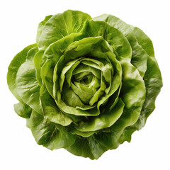 Fototapeta premium Fresh whole butterhead lettuce head top view isolated on transparent background.