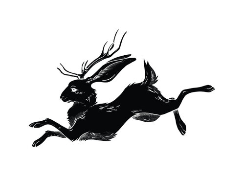 jackalope