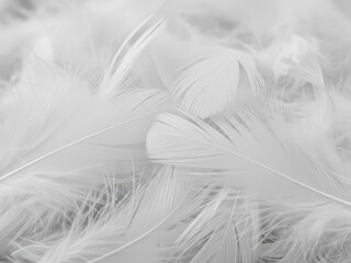 Obraz premium Soft white feathers creating a delicate and airy texture, perfect for backgrounds
